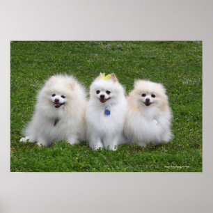 Poster 3 Pomeranians Sitting