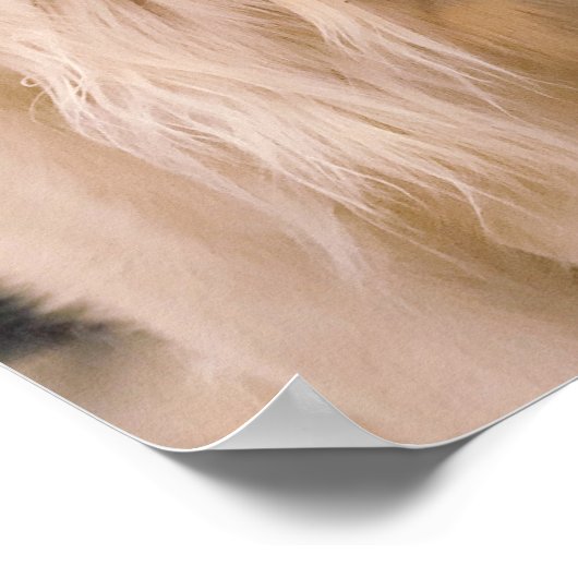 Poster 3 récupérateurs d'or (Coin)