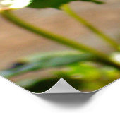 Poster 3 Roses dans l'affiche Bloom (Coin)