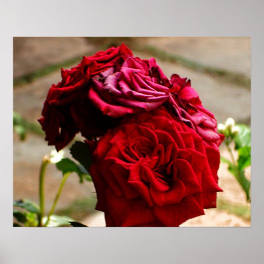 Poster 3 Roses dans l'affiche Bloom (Devant)