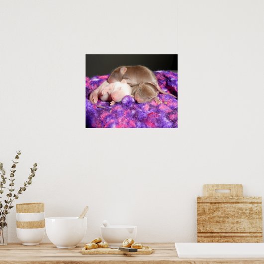 Poster : 3 souris de bébé (Cuisine)