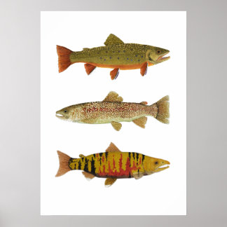 Poster 3 truite et art Saumon