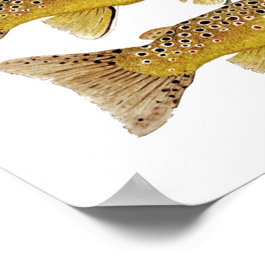 Poster 3 truites Brown (Coin)