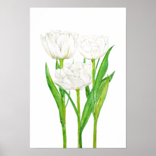 Poster 3 tulipes blanches aquarelle peinture