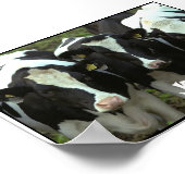Poster 3 vaches (Coin)