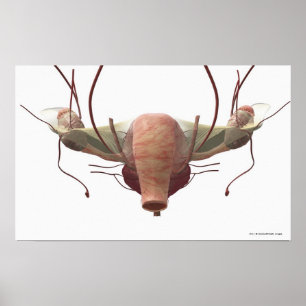 Poster 3d model of the female reproductive system