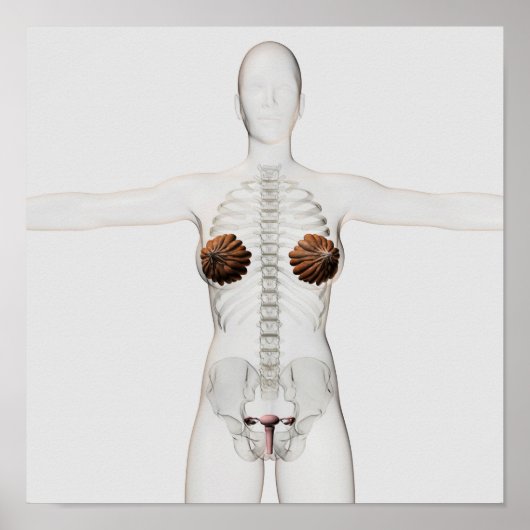 Poster 3D View Of The Female Reproductive System (Devant)