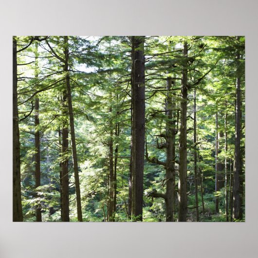 POSTER 41067 (Devant)