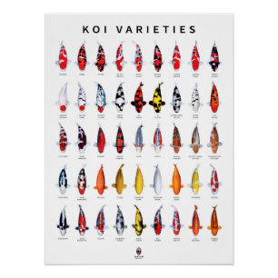 Poster 45 Soorten Koi Perfect Poster