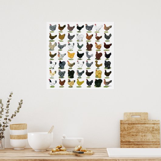 Poster 49 poules de poulet (Cuisine)