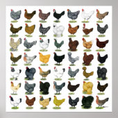 Poster 49 poules de poulet (Devant)