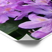 Poster 4 chatons jaunes (Coin)