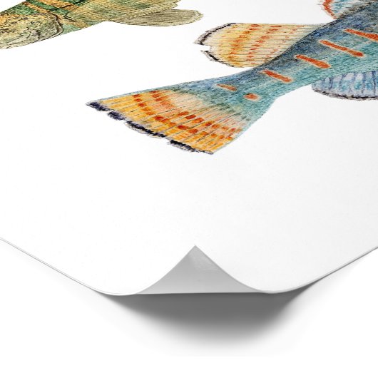 Poster 4 Espèces de dard commun (Coin)