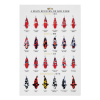 4 espèces principales de poissons koï
