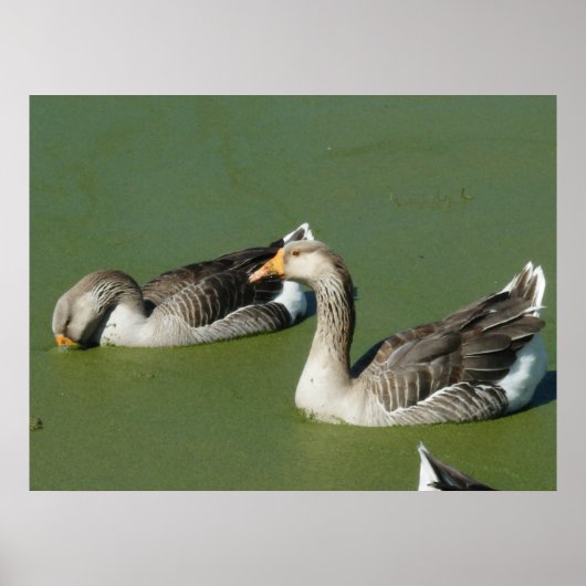 Poster 4 mars (51) Toile (Devant)