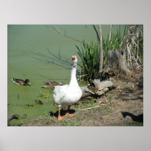 Poster 4 mars (62) Toile