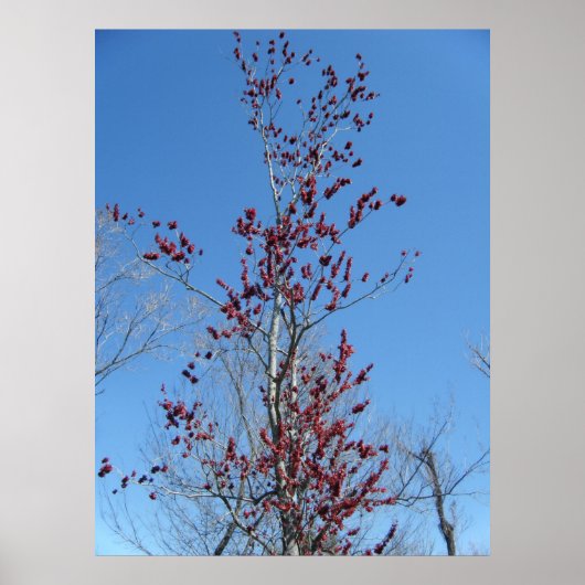 Poster 4 mars_Arbre rouge coloré (Devant)