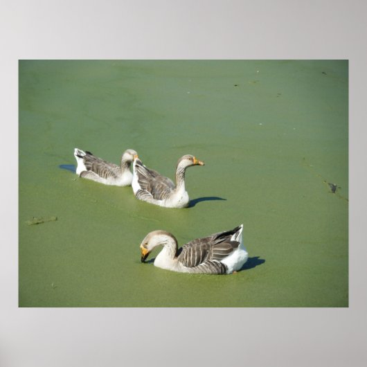 Poster 4 mars_Toile de canards marécages (Devant)