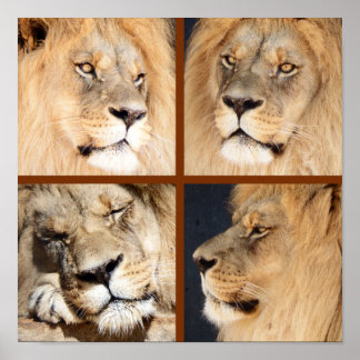 Poster 4 Visages du Lion