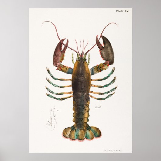 Poster 52 53 homard américain (Homarus americanus) de (Devant)