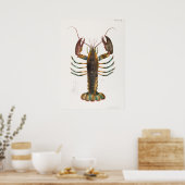 Poster 52 53 homard américain (Homarus americanus) de (Cuisine)