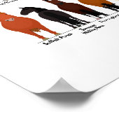Poster 52 hippocampes (Coin)