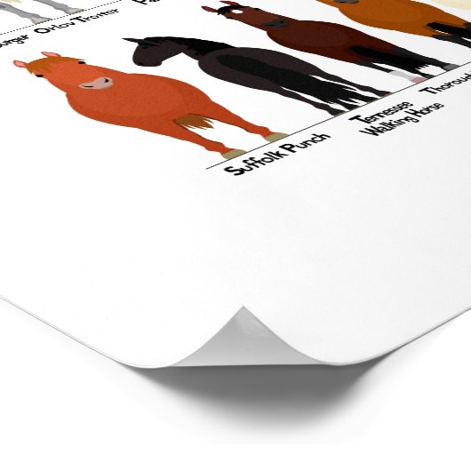 Poster 52 hippocampes (Coin)