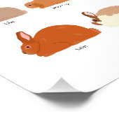 Poster 52 rabbit breeds chart (Coin)