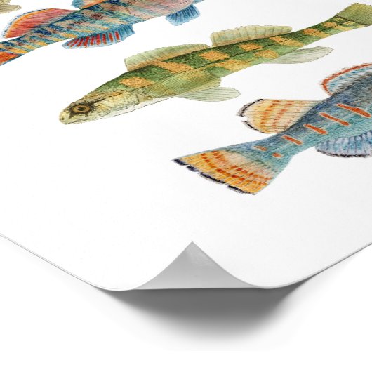 Poster 5 Déchets d'eau douce (Coin)