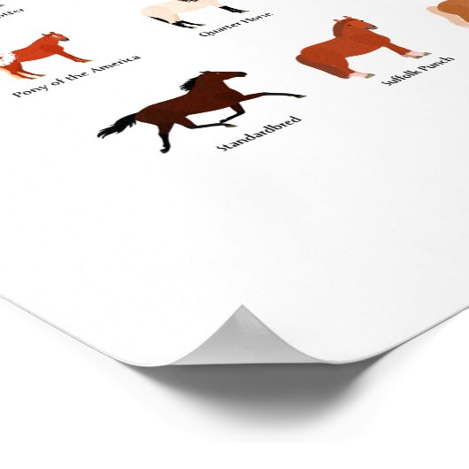 Poster 60 hippocampes (Coin)