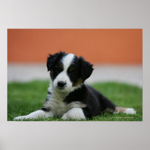 Poster 6 semaine vieux border collie