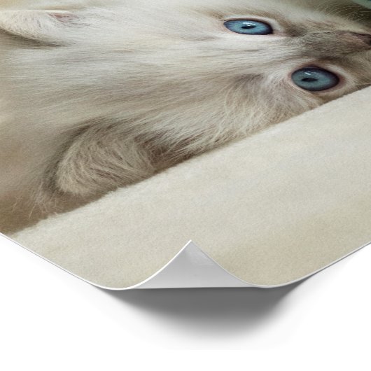 Poster 6 week old Ragdoll kitten (Coin)