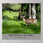 Poster 7 Cerf à queue noire, Cerf à queue noire Mt. Diabl (Devant)