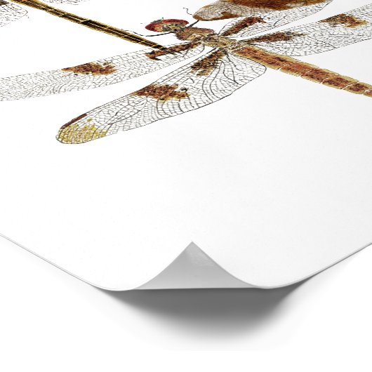 Poster 7 libellules (Coin)