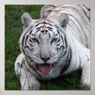 Poster 8,5 x 8,5 Poster/Modèle d'impression