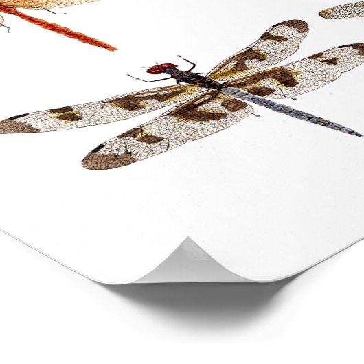 Poster 8 libellules (Coin)