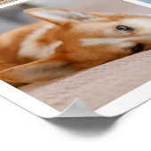 Poster 8 Photo Collage Pet Souvenir commémoratif (Coin)