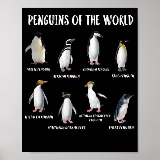 Poster 8 Rares pingouins du monde Animaux amusants (Devant)