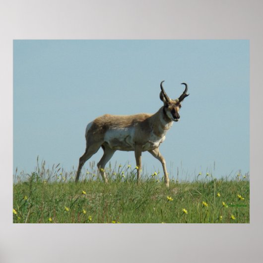 Poster A10 Pronghorn Antelope et Fleur sauvage (Devant)