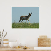 Poster A10 Pronghorn Antelope et Fleur sauvage (Cuisine)