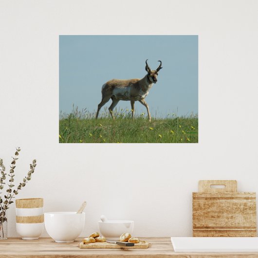 Poster A10 Pronghorn Antelope et Fleur sauvage (Cuisine)