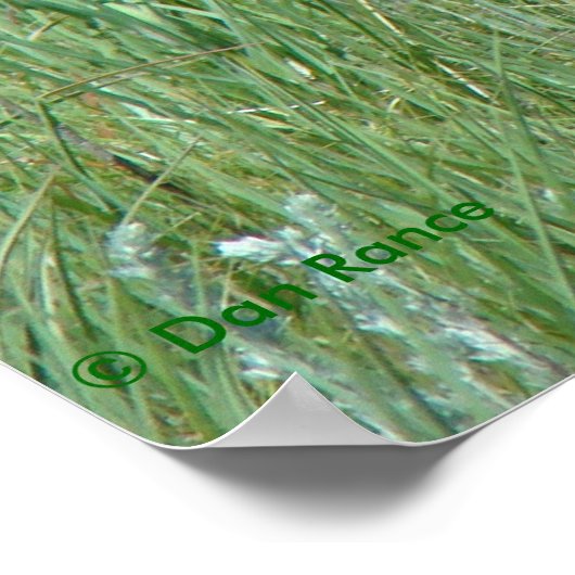 Poster A11 Pronghorn Buck Grazing (Coin)