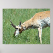 Poster A11 Pronghorn Buck Grazing (Devant)