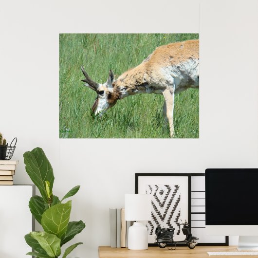 Poster A11 Pronghorn Buck Grazing (Bureau à domicile)