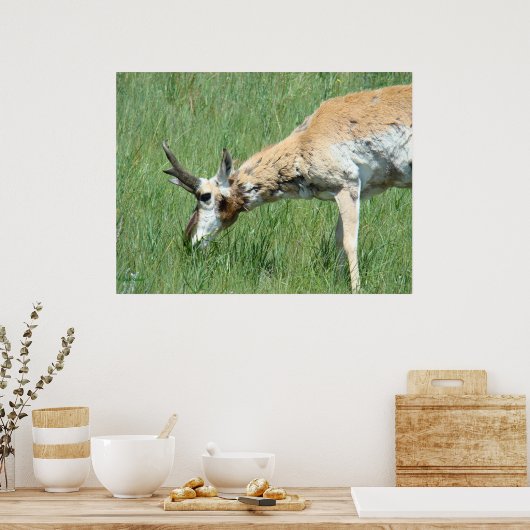 Poster A11 Pronghorn Buck Grazing (Cuisine)