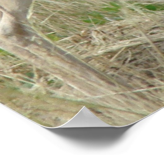 Poster A12 Pronghorn Antelope Buck (Coin)