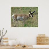 Poster A12 Pronghorn Antelope Buck (Cuisine)