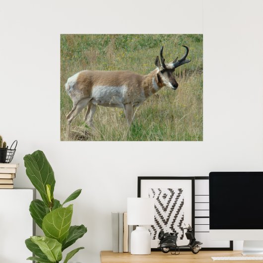 Poster A12 Pronghorn Antelope Buck (Bureau à domicile)