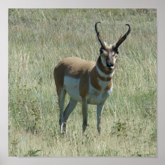 Poster A13 Pronghorn Antelope Buck (Devant)