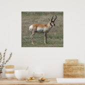 Poster A15 Pronghorn Antelope Rude Buck (Cuisine)